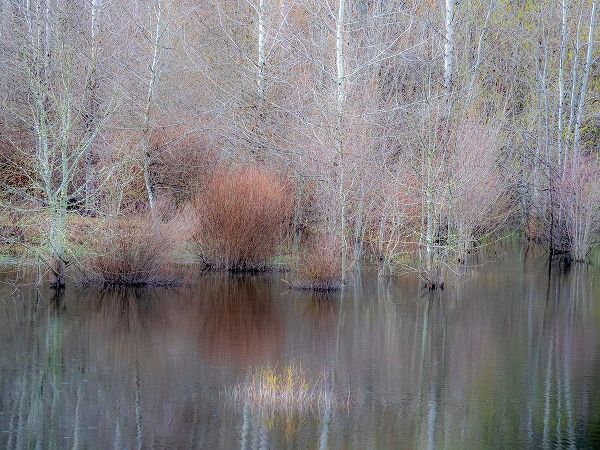 Gulin, Sylvia 아티스트의 USA-Washington State-Sammamish springtime and alder trees and their reflections in small pond작품입니다.